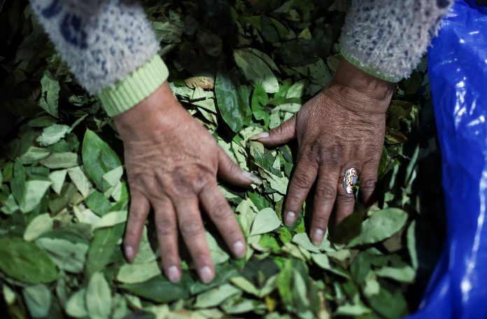 Por la crisis en Bolivia, subió el precio de la hoja de coca: las reacciones en Salta y Jujuy
