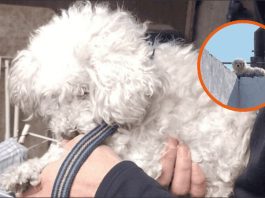 Rescataron a un caniche abandonado en la terraza de una casa en Rosario y buscan una familia que lo adopte