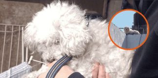 Rescataron a un caniche abandonado en la terraza de una casa en Rosario y buscan una familia que lo adopte