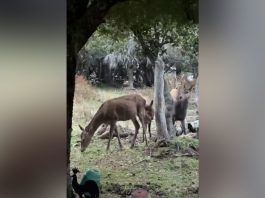 Una familia filmó a ciervos caminando junto a su casa en un hecho inusual en la zona urbana de Bariloche