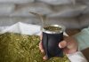 Yerba mate: cuáles son las diferencias entre las variedades con palo, sin palo, orgánicas y artesanales
