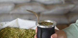 Yerba mate: cuáles son las diferencias entre las variedades con palo, sin palo, orgánicas y artesanales