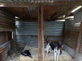 Cinco galgos fueron rescatados por maltrato animal en La Plata: estaban enjaulados y con signos de desnutrición