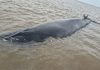 Desplegaron un operativo en San Isidro para rescatar a una ballena que quedó encallada en el Río de la Plata