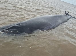 Desplegaron un operativo en San Isidro para rescatar a una ballena que quedó encallada en el Río de la Plata