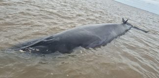 Desplegaron un operativo en San Isidro para rescatar a una ballena que quedó encallada en el Río de la Plata