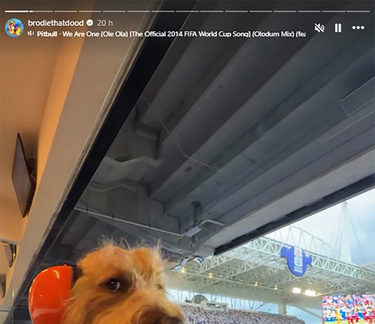 El perro influencer con auriculares protectores se robó las miradas en el partido entre Argentina y Cabo Verde