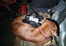 Impactante rescate de una perra y sus ocho cachorros: una bombera tuvo que meterse en una cañería para salvarlos