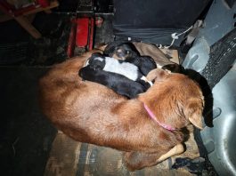 Impactante rescate de una perra y sus ocho cachorros: una bombera tuvo que meterse en una cañería para salvarlos