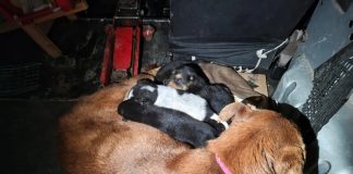 Impactante rescate de una perra y sus ocho cachorros: una bombera tuvo que meterse en una cañería para salvarlos