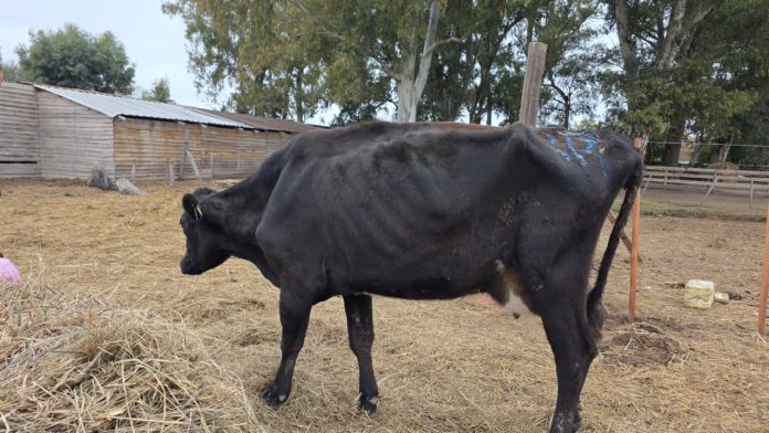 Las 27 vacas desnutridas y enfermas que fueron rescatadas de un camión jaula antes de ser faeneadas