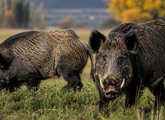 Río Negro impulsa una ley para habilitar la venta de carne de jabalí y guanaco en el mercado formal