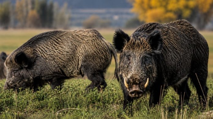 Río Negro impulsa una ley para habilitar la venta de carne de jabalí y guanaco en el mercado formal