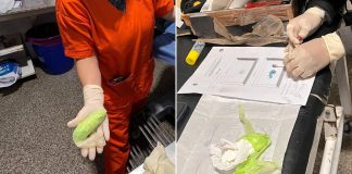 Un llamado anónimo frustró una maniobra para ingresar cocaína a Chaco: hay una embarazada detenida