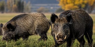 Una provincia impulsará la venta de “carnes salvajes” para fomentar “proteínas alternativas”