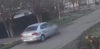 Video: un remisero atropelló a un perro en La Plata, escapó y ahora buscan identificarlo