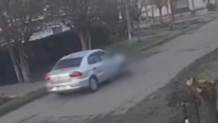 Video: un remisero atropelló a un perro en La Plata, escapó y ahora buscan identificarlo