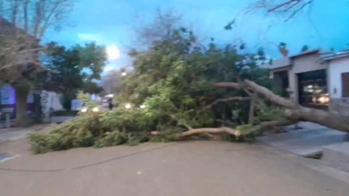 Árboles caídos y techos volados: un fuerte temporal por el viento Zonda provocó destrozos en Mendoza