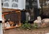 Chubut: la Justicia reconoció como sujetos de derecho a 23 gatos rescatados y ordenó que no vuelvan con su dueño