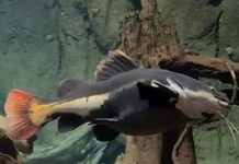 Crió un pez salvaje, lo dejó en un acuario por su tamaño y años después volvieron a verse: la conmovedora reacción del animal