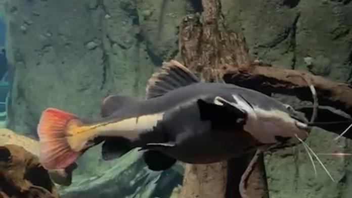 Crió un pez salvaje, lo dejó en un acuario por su tamaño y años después volvieron a verse: la conmovedora reacción del animal