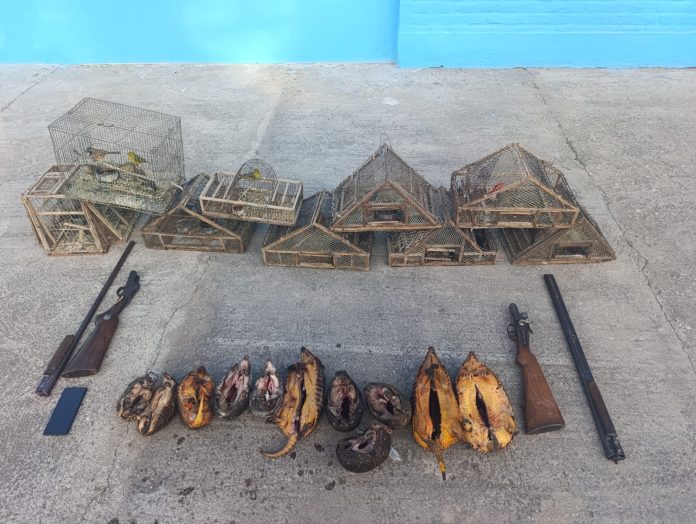 Detuvieron a cuatro hombres por caza ilegal en Córdoba: les encontraron armas, animales silvestres y perros