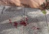 Los videos de una seguidilla de robos que alarma a los vecinos de Ramos Mejía: “Más que cansados, estamos preocupados”
