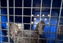 Rescataron más de 140 perros en criaderos de Córdoba y hay dos imputados