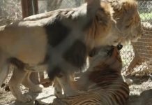 Treinta grandes felinos del ex zoo de Luján viajan a santuarios tras años de encierro: así será el operativo internacional