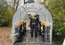 “Una fábrica de droga”: la trama de la falsa denuncia al cultivador de hongos que terminó preso