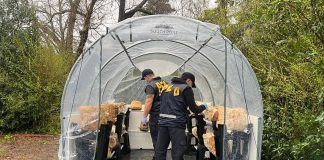 “Una fábrica de droga”: la trama de la falsa denuncia al cultivador de hongos que terminó preso