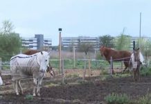 Córdoba: robaron cuatro caballos de un club hípico y sus dueños pagaron una suma millonaria para recuperarlos