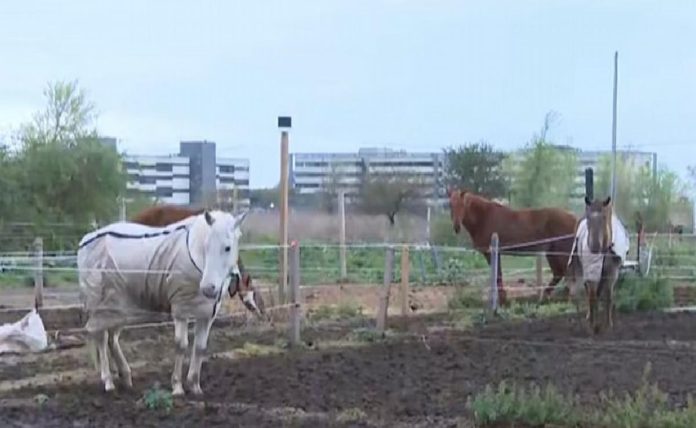 Córdoba: robaron cuatro caballos de un club hípico y sus dueños pagaron una suma millonaria para recuperarlos