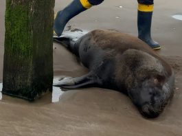 Encontraron un lobo marino con un disparo bajo el muelle de Santa Teresita y murió tras agonizar durante días