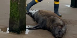 Encontraron un lobo marino con un disparo bajo el muelle de Santa Teresita y murió tras agonizar durante días