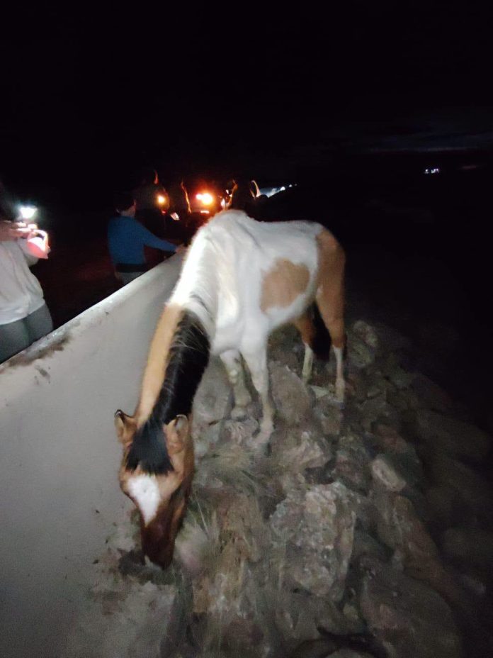 Video: ciego, anciano y atrapado entre rocas, cómo fue el rescate de un caballo abandonado en Río Negro