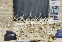 Allanaron una estancia en Neuquén y secuestraron 17 armas, miles de municiones y trofeos de fauna sin documentación