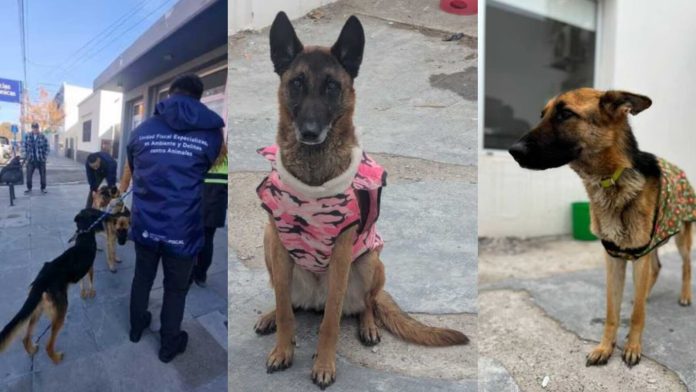 Chubut: cuatro perros fueron hallados desnutridos en una casa y ahora investigarán a un hombre por crueldad animal