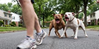 Dos pitbull atacaron a una mujer en La Plata y terminó internada con lesiones graves