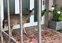 Encontraron un ciervo en las calles de una ciudad de Santa Fe, intentaron rescatarlo y murió en el traslado