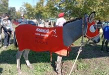 Mataron un burro premiado en un pueblo de La Rioja: hay dos detenidos y bronca en los vecinos