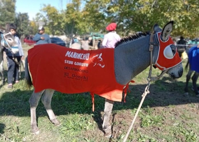 Mataron un burro premiado en un pueblo de La Rioja: hay dos detenidos y bronca en los vecinos