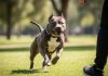 Santiago del Estero: una nena de tres años fue atacada por un pitbull y podría perder un ojo
