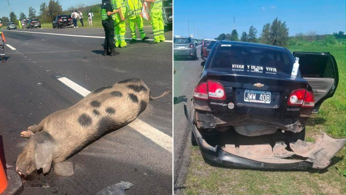 Un cerdo provocó un choque en cadena de cuatro autos en la autopista Buenos Aires-La Plata