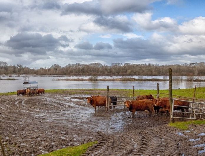 Un hombre de 70 años murió ahogado en Santa Fe: arriaba animales por la creciente de los ríos por El Niño