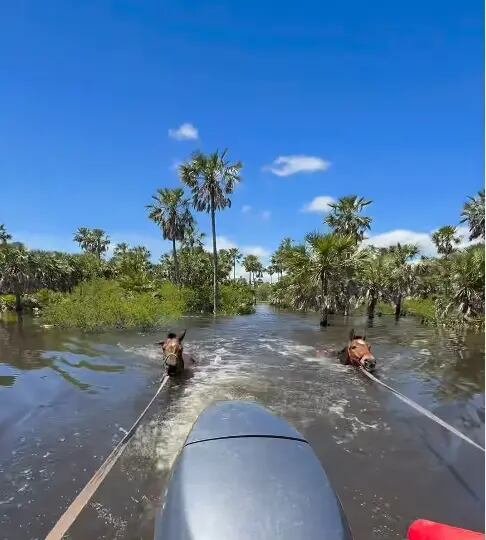 Un impactante operativo se llevó a cabo en Chaco para rescatar animales de las inundaciones por El Niño