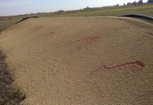 Vandalismo rural: qué dice el proyecto de ley que obtuvo dictamen de comisión y por qué lo cuestiona la oposición