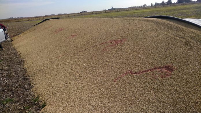 Vandalismo rural: qué dice el proyecto de ley que obtuvo dictamen de comisión y por qué lo cuestiona la oposición